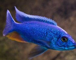 Sciaenochromis Fryeri  Maleri Island 3-4Cm