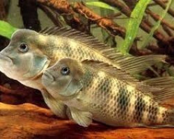 Steatocranus Casuarius 4-5