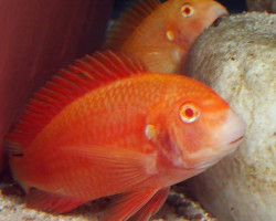 Tropheus Moorii Chipimbi Albin 5-7