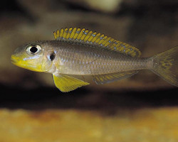 Xenotilapia Flavipinnis Nyanza F1 4-5
