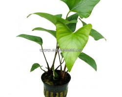 Anubias Gracilis
