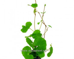 Hydrocotyle Leucocephala