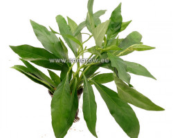 Justica Gendarussa
