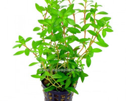 Ludwigia Arcuata