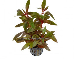 Ludwigia Perennis