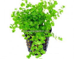 Micranthemum Umbrosum