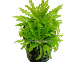 Pogostemon Helferi