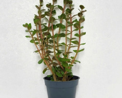Rotala Sp Blood Red