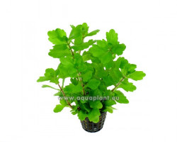Shinnersia Green