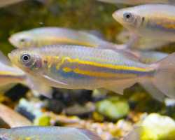 Devario Malabaricus L