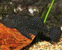 Ancistrus Cf. Cirrhosus S