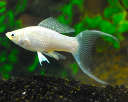Poecilia Velifera Silver Longfin S