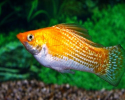 Mollie/Poecilia Velifera Sunburst L