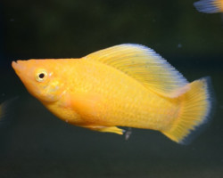 Poecilia Velifera Orange L