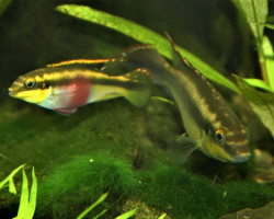 Pelv. Pulcher M