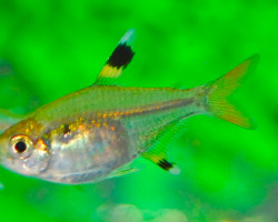 Pristella Maxillaris M