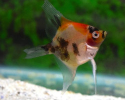Pterophyllum Sc. Koi Red Cheek M