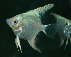 Pterophyllum Sc. Platinum S/M