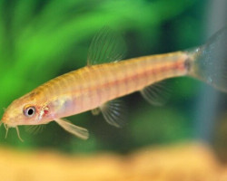 Yunnanilus Cruciatus M