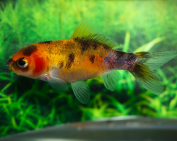 Car. Auratus Shubunkin Yellow 4/7