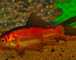 Car. Aur.  10/12, Goldfish Red/Black
