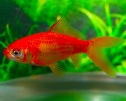 Carassius Auratus Cometa  4/ 7