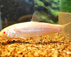Ctenopharyngodon Idella Albino 7/10