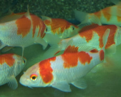 Cyp. Carpio Koi Kohaku 25/30