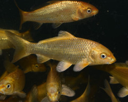 Cyp. Carpio Koi Ogon Europe 12/16
