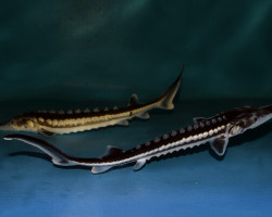 A. Stellatus (Eu-Bred) Xxl