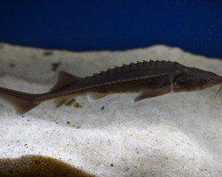 A. Baerii (Eu-Bred) 20/25