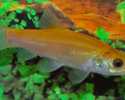 Tinca Tinca Gold 7/10