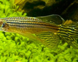 Brachydanio Rerio Longfin M