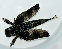 Dactylopus Dactylopus M