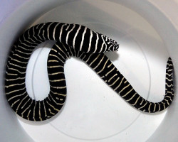 Gymnomuraena Zebra Ml