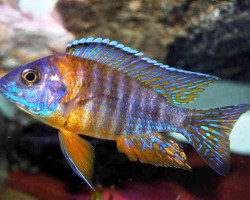 Aulonocara Jacobfreibergi 7-9Cm