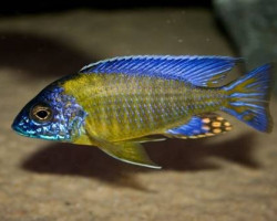 Aulonocara Jacobfreibergi Blue Neon 7-9