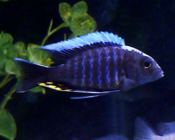 Aulonocara New Blue Orchid 5-6Cm