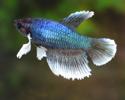 Betta Dumbo Ear Femmina M