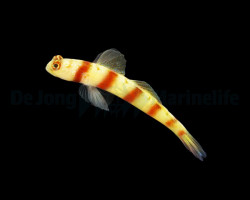 Amblyeleotris Steinitzi M