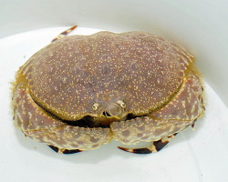Calappa Sp. M