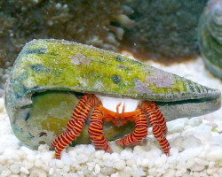 Ciliopagurus Striatus M