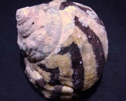 Cittarium Pica M