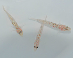 Ctenogobiops Tangaroai M