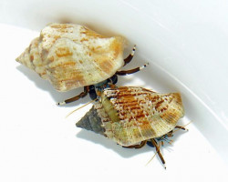 Hermit Crab (Assorted) Xs