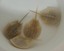 Limulus Polyphemus Xxl