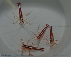 Lysmata Grabhami S