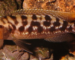 Lepidiolamprologus Mimicus 5-6