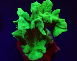 Psammocora Spp. (Branched) L