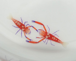 Zenopontonia Rex M